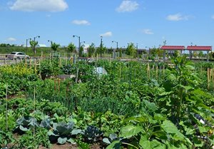 Ward 5 Memorial Park Community Garden Ward 5 Memorial Park Community Garden