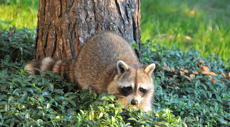 Raccoon Raccoon in the plants at the base of a tree