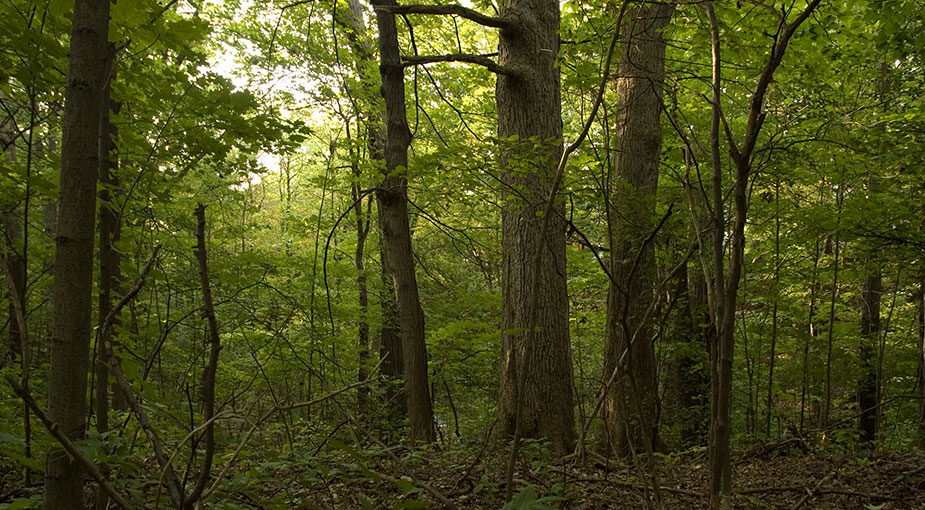 View of trees and undergrowth from inside the forest.